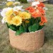Цветник КАНЬОН купить в Астрахани
